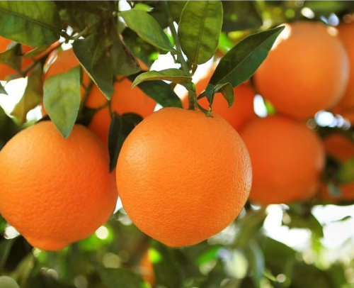 Orange Tree Organic Seeds Home Gardening Non-GMO Heirloom