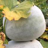 Jiemei Pink Skin Winter Melon Seeds - Mid-Early Maturing, Pink-White Skin, Cylindrical Fruit