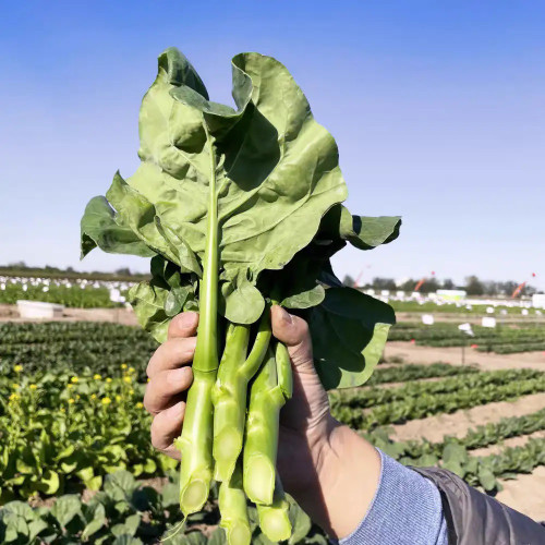 Yibao Japanese Mustard Greens Seeds - Fast-Growing, High Yield, Disease Resistant, Multiple Harvests