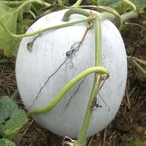 Jiemei Pink Skin Winter Melon Seeds - Mid-Early Maturing, Pink-White Skin, Cylindrical Fruit