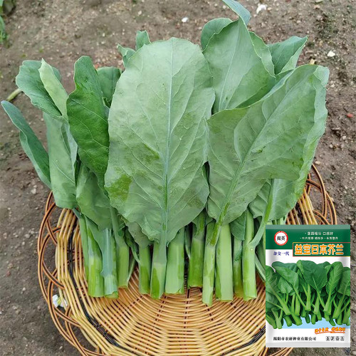 Yibao Japanese Mustard Greens Seeds - Fast-Growing, High Yield, Disease Resistant, Multiple Harvests