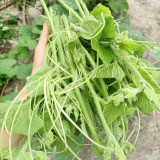 Tasty Pumpkin Shoots Seeds - Nutrient-Rich, Easy to Grow, Commercial & Home Use