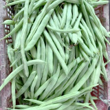 'Shuangqing Yudou' Snap Bean Seeds - High-Yield, Light Green Pods for Spring & Autumn Harvest