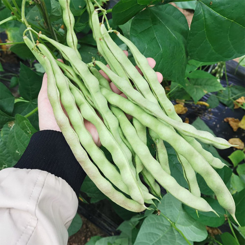 'Shuangqing Yudou' Snap Bean Seeds - High-Yield, Light Green Pods for Spring & Autumn Harvest