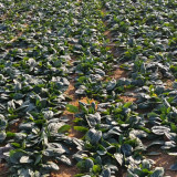 'Mobao 018' Prostrate Spinach Seeds - High Yield, Uniform Harvest, Easy to Grow