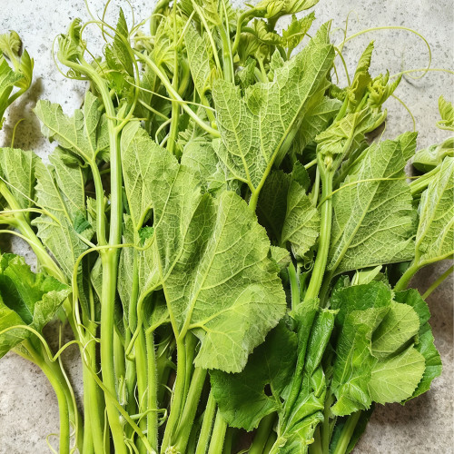 Tasty Pumpkin Shoots Seeds - Nutrient-Rich, Easy to Grow, Commercial & Home Use