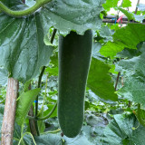 Black Skin Winter Melon Seeds - Dense Sweet Flesh, Excellent Storage & Transport Quality