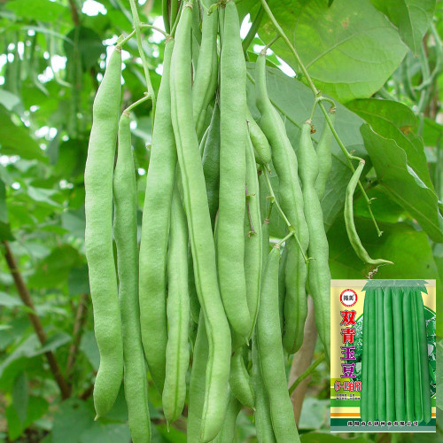 'Shuangqing Yudou' Snap Bean Seeds - High-Yield, Light Green Pods for Spring & Autumn Harvest