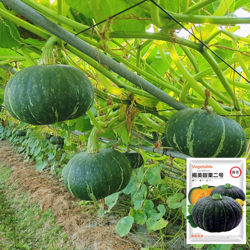 Sweet Chestnut No.2 Pumpkin Seeds | F1 Hybrid, Rich Sweet Flavor, High Yield, Strong Stress Tolerance