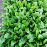 'Jinbote No.26' Spinach Seeds - Heat-Tolerant, Bolt-Resistant, High Yield, Large Leaf, Excellent Taste