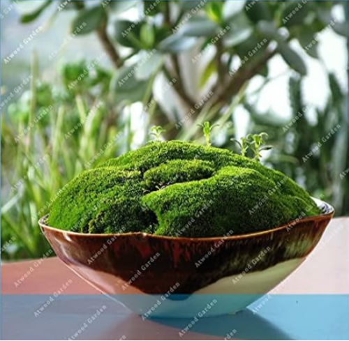 Live Resurrection Plant Rose of Jericho Dinosaur Plant Air Fern Spike Moss