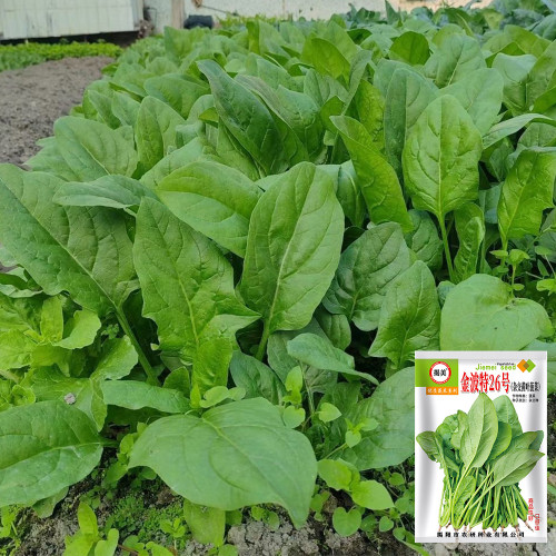 'Jinbote No.26' Spinach Seeds - Heat-Tolerant, Bolt-Resistant, High Yield, Large Leaf, Excellent Taste