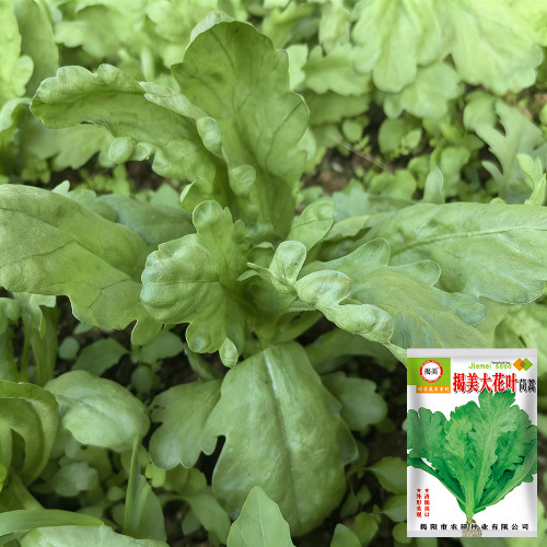 'Jiemei' Large-Leaf Garland Chrysanthemum Seeds - Tender & Sweet, Ideal for Home Gardens