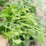 Tasty Pumpkin Shoots Seeds - Nutrient-Rich, Easy to Grow, Commercial & Home Use