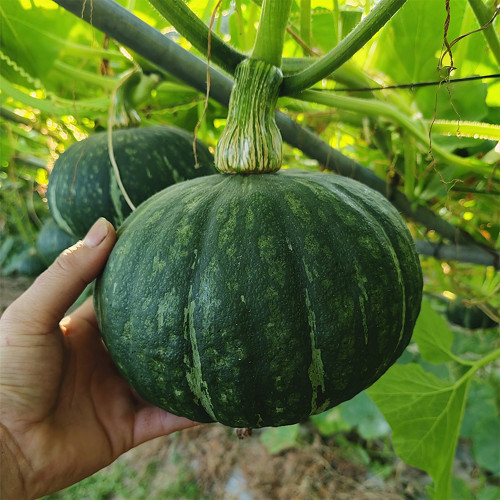 Sweet Chestnut No.2 Pumpkin Seeds | F1 Hybrid, Rich Sweet Flavor, High Yield, Strong Stress Tolerance
