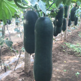 Black Skin Winter Melon Seeds - Dense Sweet Flesh, Excellent Storage & Transport Quality