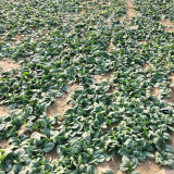 'Mobao 018' Prostrate Spinach Seeds - High Yield, Uniform Harvest, Easy to Grow