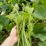 Tasty Pumpkin Shoots Seeds - Nutrient-Rich, Easy to Grow, Commercial & Home Use