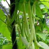 'Shuangqing Yudou' Snap Bean Seeds - High-Yield, Light Green Pods for Spring & Autumn Harvest
