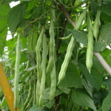 'Shuangqing Yudou' Snap Bean Seeds - High-Yield, Light Green Pods for Spring & Autumn Harvest