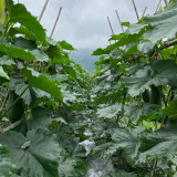 Black Skin Winter Melon Seeds - Dense Sweet Flesh, Excellent Storage & Transport Quality
