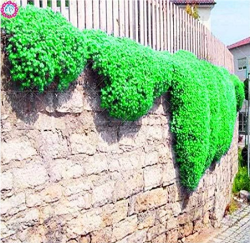 Creeping Thyme Rock CRESS Seeds Perennial Flower Ground Cover (Color: 8)