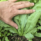 'Jiemei' Large-Leaf Garland Chrysanthemum Seeds - Tender & Sweet, Ideal for Home Gardens