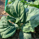 Heat-Tolerant Round-Leaf Chinese Kale Seeds - Fast-Growing, Early-Maturing, Strong Resistance