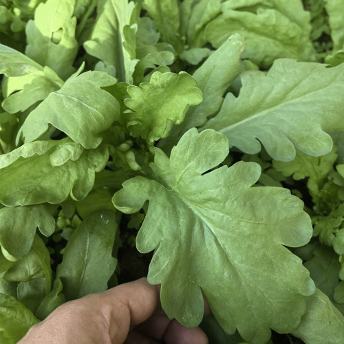 'Jiemei' Large-Leaf Garland Chrysanthemum Seeds - Tender & Sweet, Ideal for Home Gardens