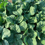 Heat-Tolerant Round-Leaf Chinese Kale Seeds - Fast-Growing, Early-Maturing, Strong Resistance