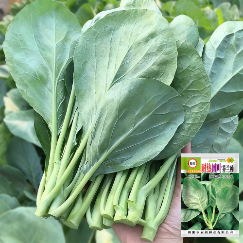 Heat-Tolerant Round-Leaf Chinese Kale Seeds - Fast-Growing, Early-Maturing, Strong Resistance