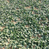 'Mobao 018' Prostrate Spinach Seeds - High Yield, Uniform Harvest, Easy to Grow