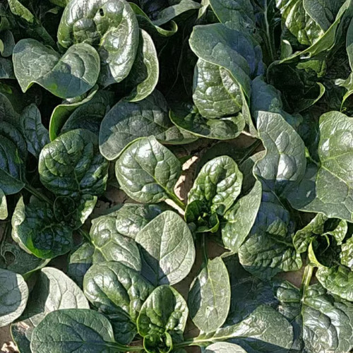 'Mobao 018' Prostrate Spinach Seeds - High Yield, Uniform Harvest, Easy to Grow