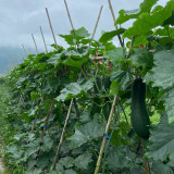 Black Skin Winter Melon Seeds - Dense Sweet Flesh, Excellent Storage & Transport Quality