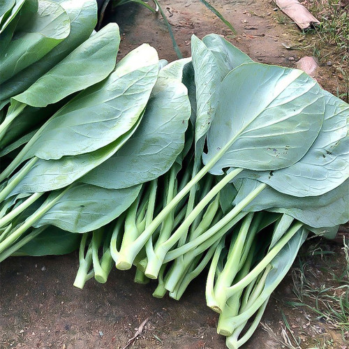 Heat-Tolerant Round-Leaf Chinese Kale Seeds - Fast-Growing, Early-Maturing, Strong Resistance