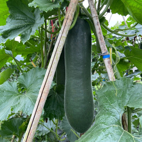 Black Skin Winter Melon Seeds - Dense Sweet Flesh, Excellent Storage & Transport Quality