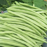 'Shuangqing Yudou' Snap Bean Seeds - High-Yield, Light Green Pods for Spring & Autumn Harvest