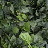 'Mobao 018' Prostrate Spinach Seeds - High Yield, Uniform Harvest, Easy to Grow