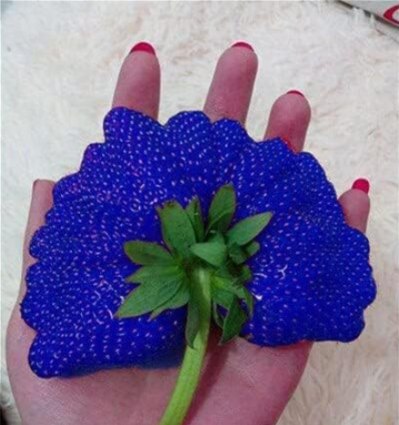 Giant Japan Strawberry Seed Blue Strawberry Organic (Color: 1)