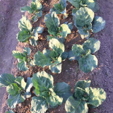 Heat-Tolerant Round-Leaf Chinese Kale Seeds - Fast-Growing, Early-Maturing, Strong Resistance