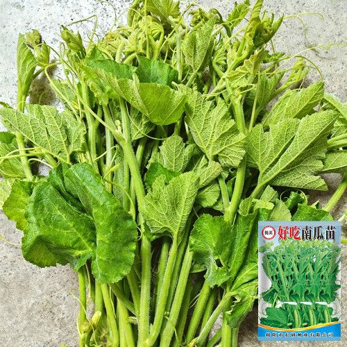 Tasty Pumpkin Shoots Seeds - Nutrient-Rich, Easy to Grow, Commercial & Home Use