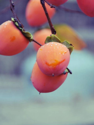 Exotic Persimmon Fruit Tree Outdoor Non-GMO Juicy Bonsai Potted Diospyros Kaki fruta