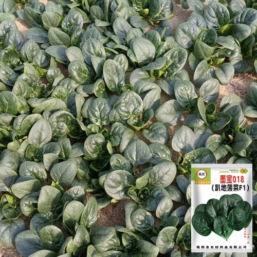 'Mobao 018' Prostrate Spinach Seeds - High Yield, Uniform Harvest, Easy to Grow