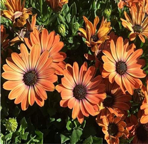 African Blue Eyed Daisy Plant Osteospermum Flowers Cape Seeds (Color: 8)