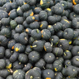 Tianbei No.6 Pumpkin Seeds - Early-Maturing, High Yield, Disease Resistant, Sweet Fine-Powdery Fruit