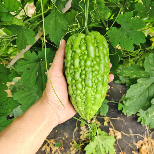 'Kainong Chunbao' Bitter Gourd Seeds - Early Maturing, High Yield, Thick Flesh, Easy to Grow