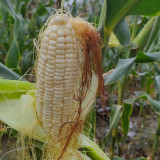 White Sweet Glutinous Corn Seeds - Conical Ears, Sweet & Sticky Flavor, Pure White Kernels, Ideal for Fresh Eating