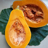 Sweet Taro Flavor Pumpkin Seeds | Mid-Early Maturing, High-Yield, Disease Resistant, Stable Yield