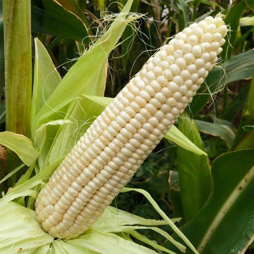 White Sweet Glutinous Corn Seeds - Conical Ears, Sweet & Sticky Flavor, Pure White Kernels, Ideal for Fresh Eating