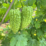 'Kainong Chunbao' Bitter Gourd Seeds - Early Maturing, High Yield, Thick Flesh, Easy to Grow